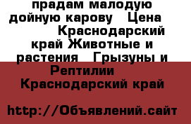 прадам малодую дойную карову › Цена ­ 60 000 - Краснодарский край Животные и растения » Грызуны и Рептилии   . Краснодарский край